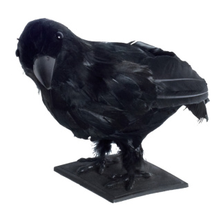 Raven,  styrofoam, feathers, plastic, Size:;27x12x18cm, Color:black