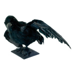 Raven styrofoam, feathers, plastic 36x28x21cm Color: black
