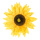 Sonnenblumenkopf Kunstseide     Groesse: Ø 35cm - Farbe: grün/gelb
