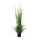 Schilfgras mit 5 Graspuscheln, im Topf     Groesse: 150cm - Farbe: grün/weiß