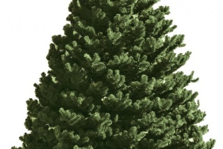 Weihnachtsbaum Viktoria 6 m, Grün-dicht-Kiefer