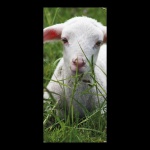 Banner "Lamb" fabric - Material:  - Color:...