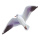 Flying seagull cardboard, printed on both sides     Size: 39cm wing span, 15cm high    Color: white/black