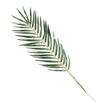 Phoenix palm leaf artificial silk     Size: 20x80cm...