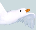 Seemöwe fliegend, Styrofoam mit Zellstoff     Groesse: 24x50cm    Farbe: weiß