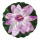 Nénufar florissant  mousse Color: violet/vert Size: Ø 60cm