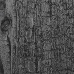 Wanddekorplatte SELBSTKLEBEND WL Carbonized Wood   - NEWS 2018 qm: 2,6  Abmessung [mm]: 2600x1000x1,3 Wandpaneel-Blickfang  in mehreren Ausführungen - Wandtapete