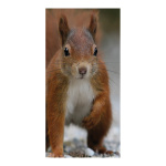 Motivdruck Eichhörnchen, Papier, Größe:180x90cm,  Farbe:...