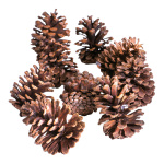 Pine cones natural material - Material: approx. 25...