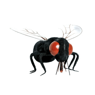 Fly made of styrofoam - Material:  - Color: red/black - Size: 25x15x8cm