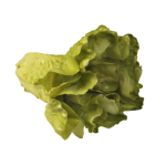 Salatkopf natural hellgrün Ø 20 x 15 cm (689020)