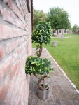 EUROPALMS Ficus spiral trunk, artificial plant, 160cm