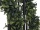 EUROPALMS Buchsbaumgirlande, künstlich, 190cm