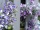 EUROPALMS Lavender Garland, artificial, violet, 180cm