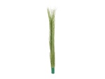EUROPALMS Reed grass, light green, artificial,  127cm