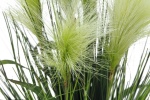 EUROPALMS Feather grass, artificial, white, 60cm