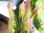 EUROPALMS Feather grass, artificial, rosé, 90cm