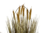 EUROPALMS Wheat ready to harvest, artificial, 60cm