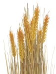EUROPALMS Wheat bunch, artificial, 60cm