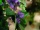 EUROPALMS Bougainvillea, lavendel, Kunstpflanze, 150cm