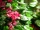 EUROPALMS Bougainvillea, artificial plant, pink, 150cm