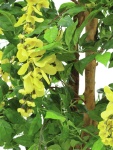 EUROPALMS Wisteria, artificial plant, yellow, 180cm