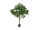 EUROPALMS Magnolia tree, artificial plant, 150cm