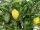 EUROPALMS Lemon tree, artificial plant, 150cm