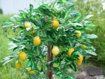 EUROPALMS Lemon Tree, artificial plant, 180cm