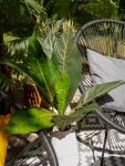 EUROPALMS Sago palm tree, artificial, 45cm