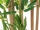 EUROPALMS Bamboo deluxe, artificial plant, 150cm