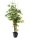 EUROPALMS Bamboo black trunk, artificial plant, 240cm