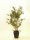EUROPALMS Bambus Dunkelstamm, Kunstpflanze 240cm