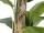 EUROPALMS Banana tree, artificial plant, 170cm