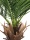 EUROPALMS Phoenix  palm deluxe, artificial plant, 220cm