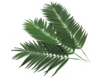 EUROPALMS Coconut palm branch, artificial, 90cm 12x