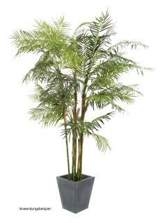 Palmbäume günstig und schnell geliefert! - decopoint webshop, 273,90 €
