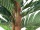EUROPALMS Kentia Palme, Kunstpflanze, 120cm