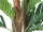 EUROPALMS Kentia palm tree, artificial plant, 120cm