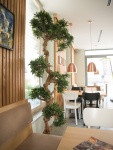 EUROPALMS Bonsai tree, artificial plant, 180cm