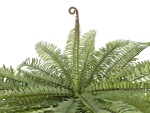 EUROPALMS Boston fern, artificial plant, green, 70cm