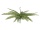 EUROPALMS Boston fern, artificial plant, green, 70cm