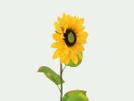 EUROPALMS Sunflower, artificial plant, 70cm