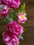 EUROPALMS Peonies, rose, artificial plant, 90cm