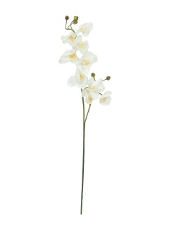 EUROPALMS Orchid branch, artificial, cream-white, 100cm