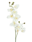 EUROPALMS Orchid branch, artificial, cream-white, 100cm
