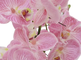 EUROPALMS Orchid arrangement (EVA), artificial, purple