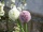 EUROPALMS Allium spray, artificial, cream, 55cm