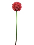 EUROPALMS Allium spray, artificial, red, 55cm
