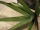 EUROPALMS Aloe (EVA), artificial, green, 50cm